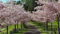 alej třešně cherry